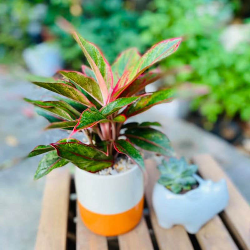 Vườn Mai Bonsai-Cổ Thụ Hà Ba Trận