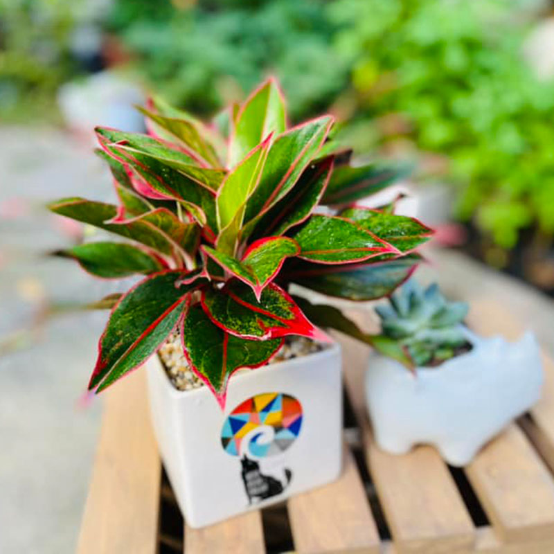 Vườn Mai Bonsai-Cổ Thụ Hà Ba Trận