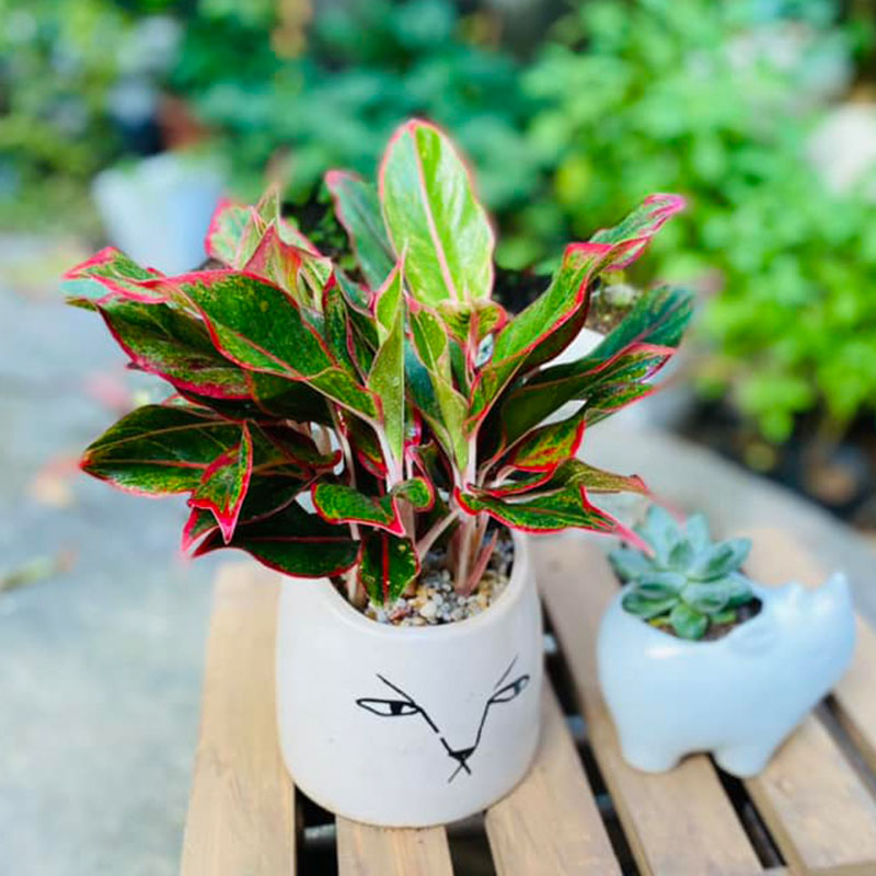 Vườn Mai Bonsai-Cổ Thụ Hà Ba Trận