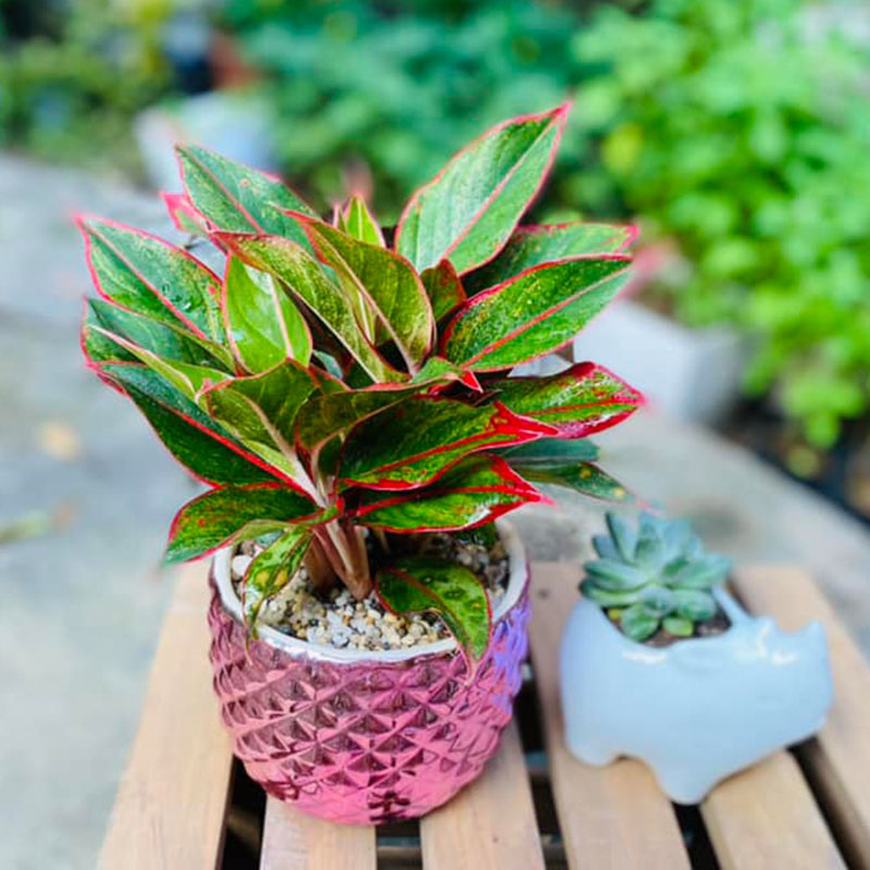 Vườn Mai Bonsai-Cổ Thụ Hà Ba Trận