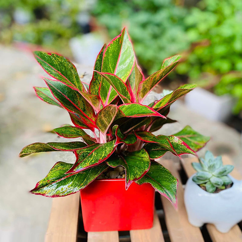 Vườn Mai Bonsai-Cổ Thụ Hà Ba Trận