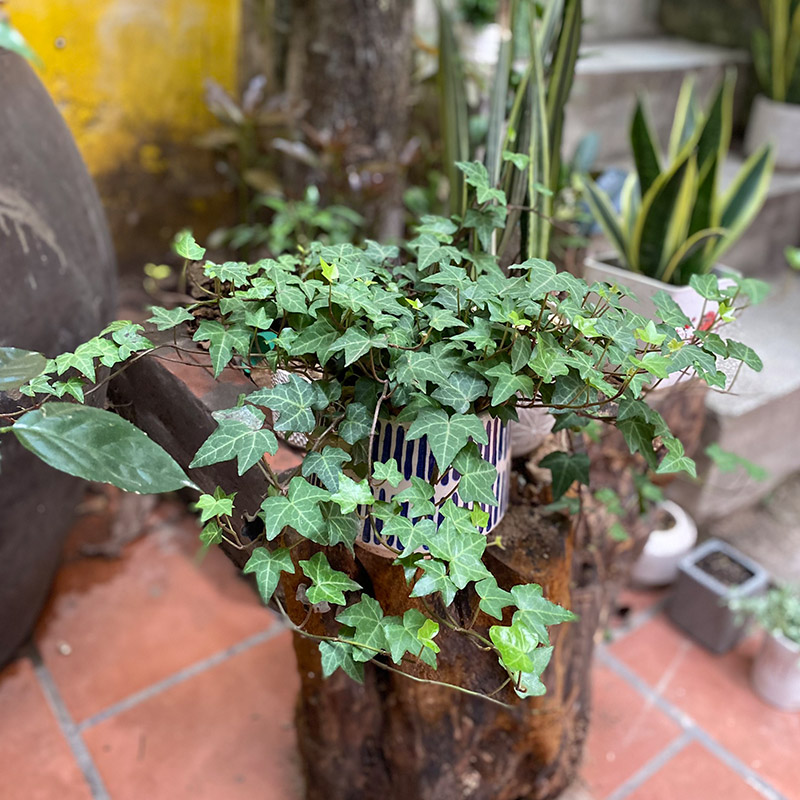 Vườn Mai Bonsai-Cổ Thụ Hà Ba Trận