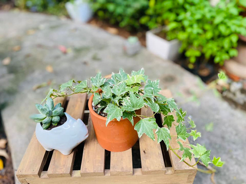 Vườn Mai Bonsai-Cổ Thụ Hà Ba Trận