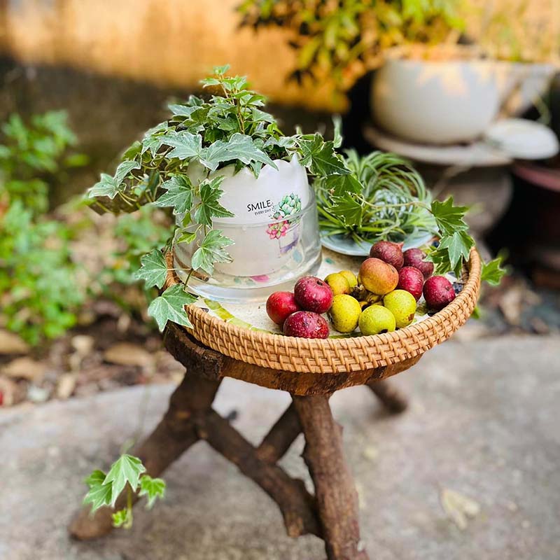 Vườn Mai Bonsai-Cổ Thụ Hà Ba Trận