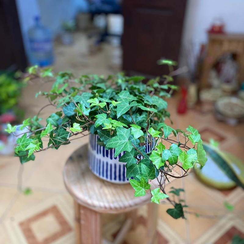 Vườn Mai Bonsai-Cổ Thụ Hà Ba Trận