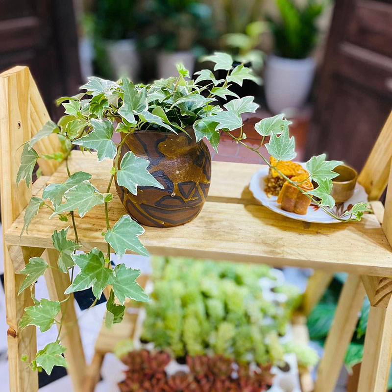 Vườn Mai Bonsai-Cổ Thụ Hà Ba Trận