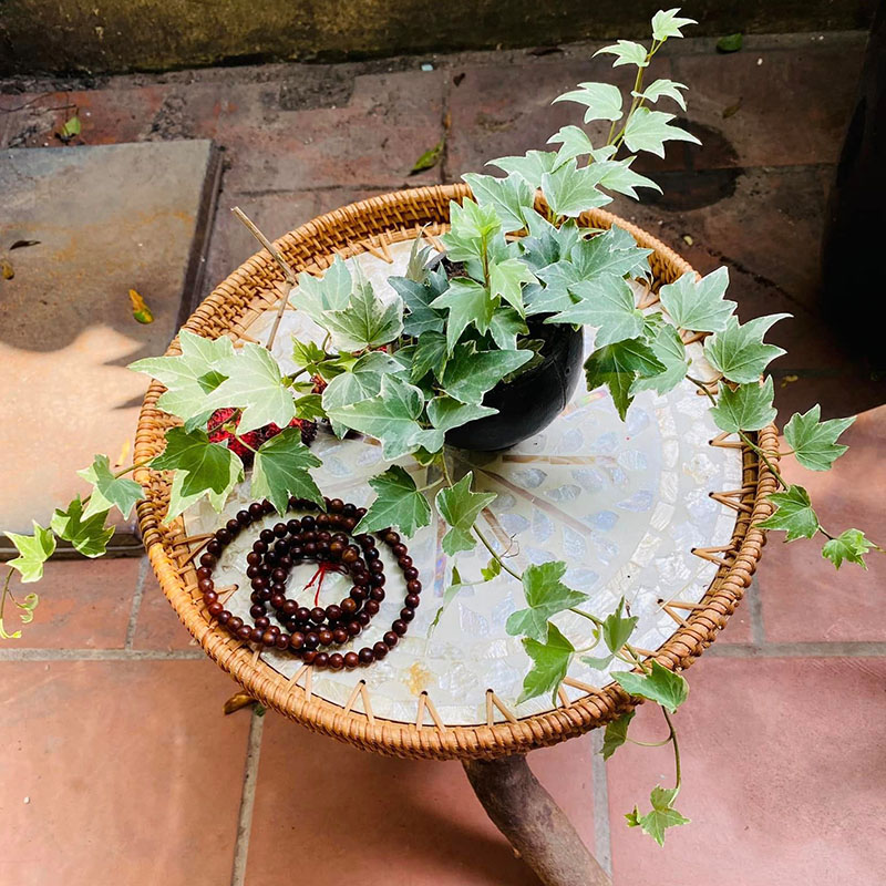 Vườn Mai Bonsai-Cổ Thụ Hà Ba Trận