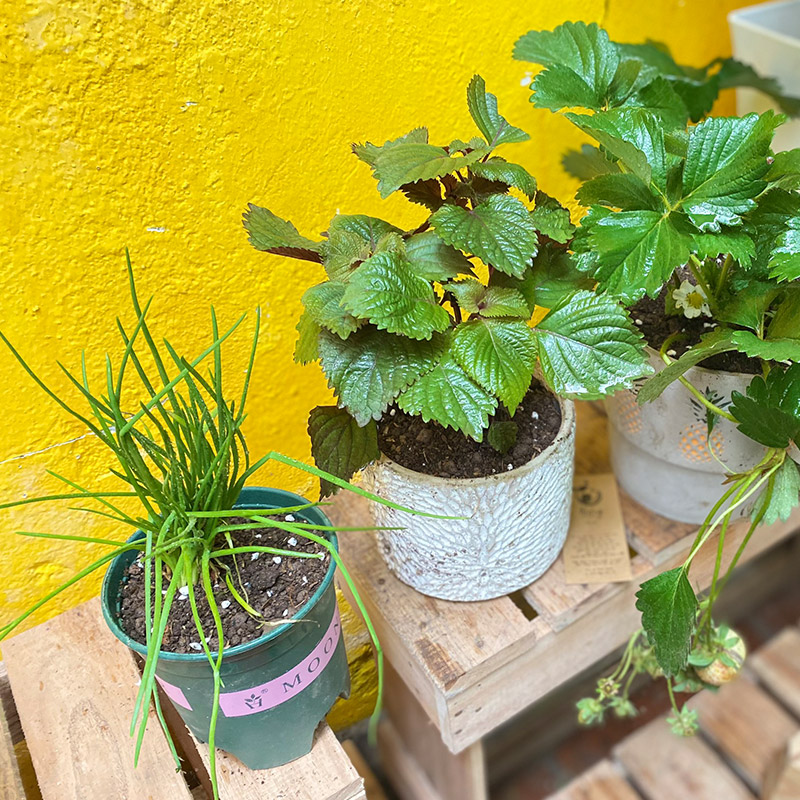 Vườn Mai Bonsai-Cổ Thụ Hà Ba Trận
