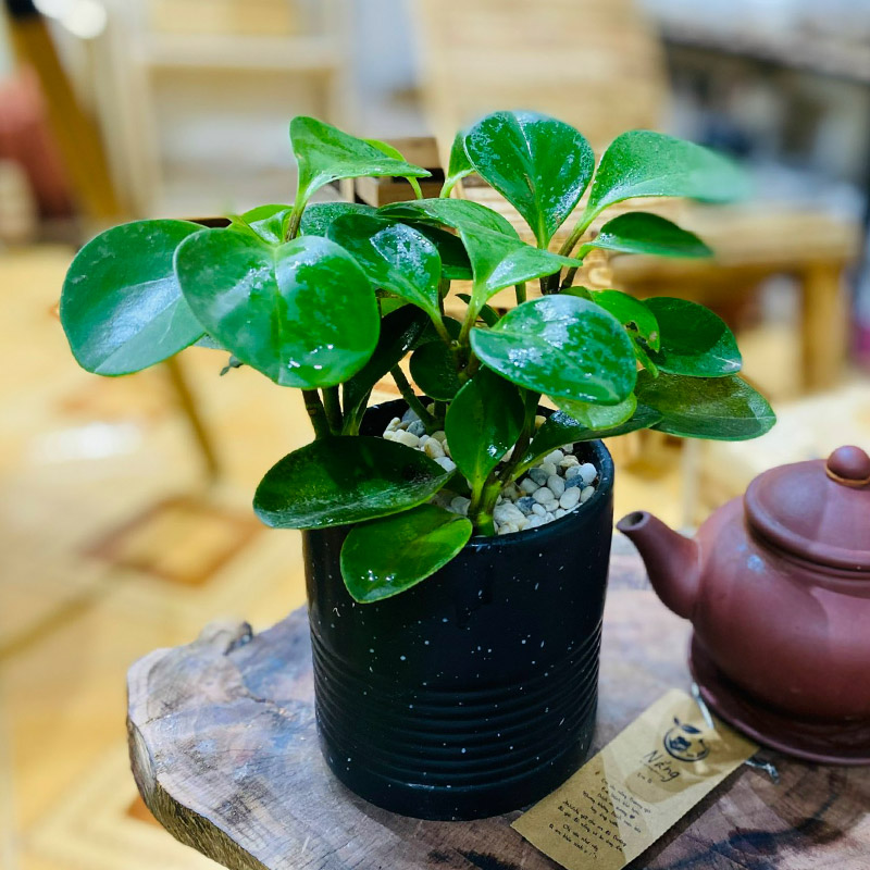 Vườn Mai Bonsai-Cổ Thụ Hà Ba Trận