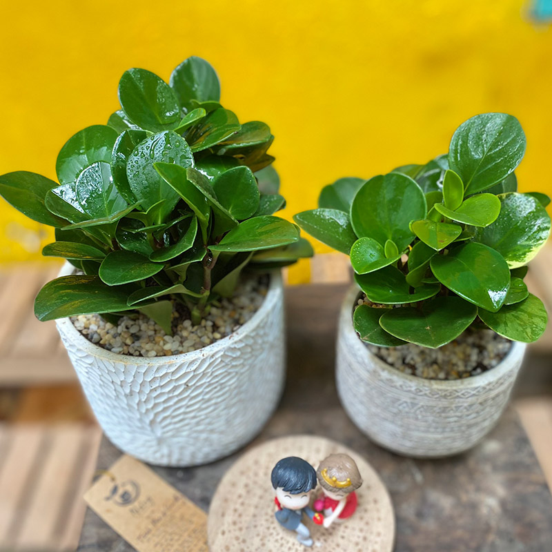 Vườn Mai Bonsai-Cổ Thụ Hà Ba Trận