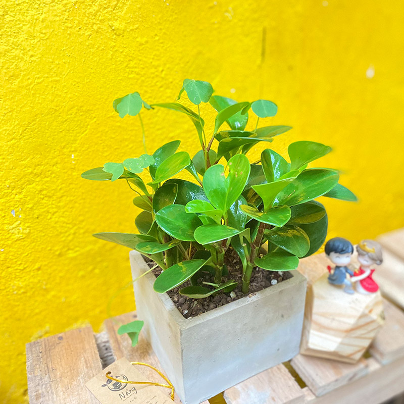 Vườn Mai Bonsai-Cổ Thụ Hà Ba Trận