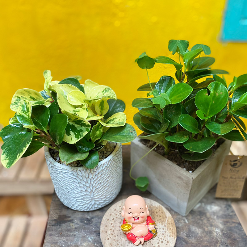 Vườn Mai Bonsai-Cổ Thụ Hà Ba Trận