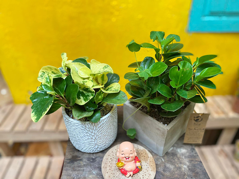 Vườn Mai Bonsai-Cổ Thụ Hà Ba Trận
