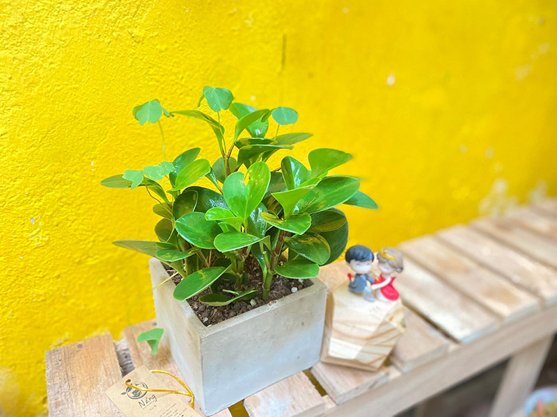 Vườn Mai Bonsai-Cổ Thụ Hà Ba Trận