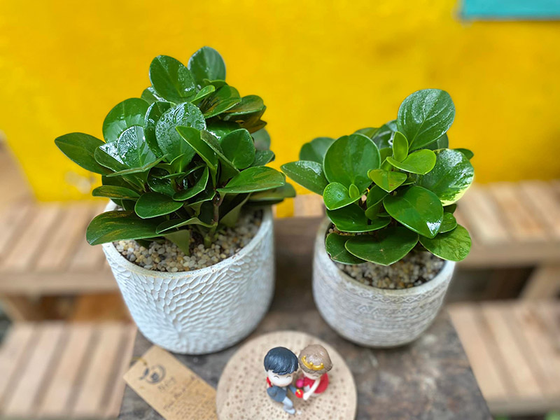 Vườn Mai Bonsai-Cổ Thụ Hà Ba Trận