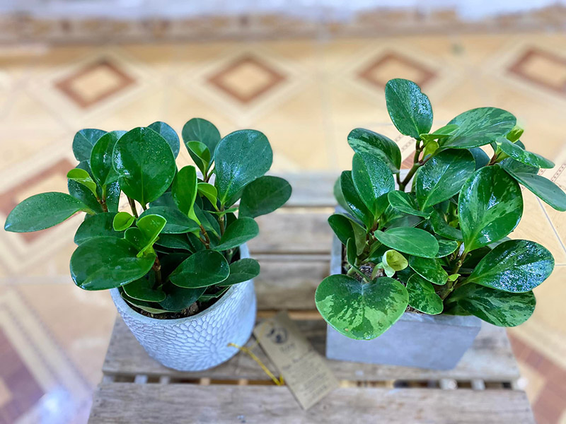 Vườn Mai Bonsai-Cổ Thụ Hà Ba Trận