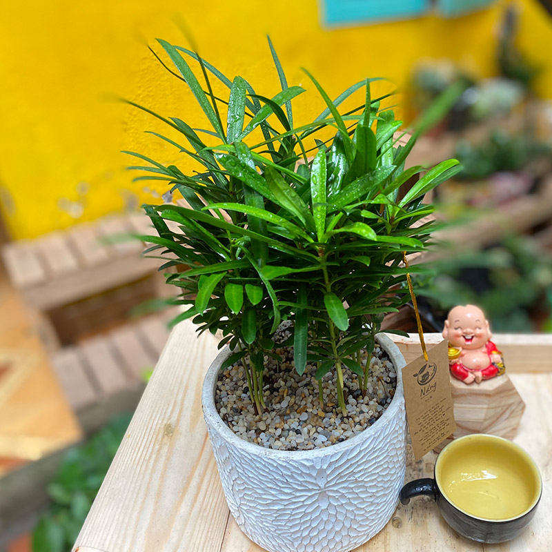 Vườn Mai Bonsai-Cổ Thụ Hà Ba Trận