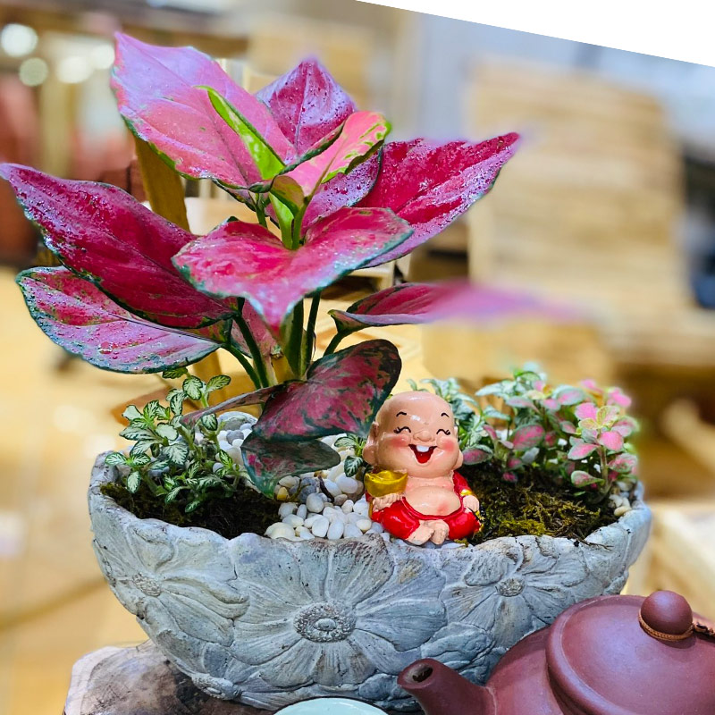 Vườn Mai Bonsai-Cổ Thụ Hà Ba Trận