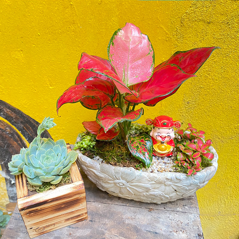 Vườn Mai Bonsai-Cổ Thụ Hà Ba Trận