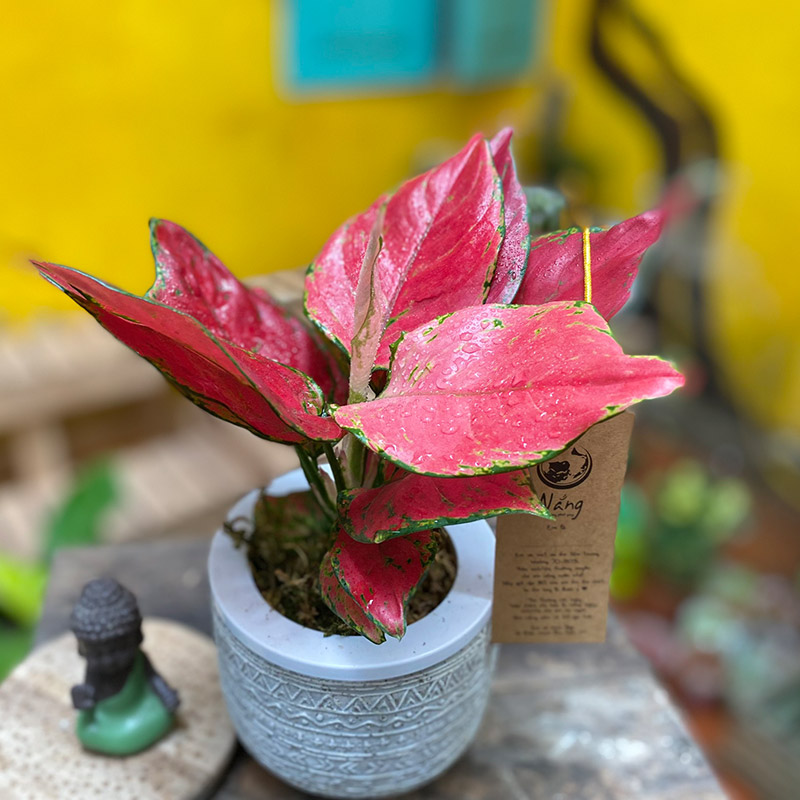 Vườn Mai Bonsai-Cổ Thụ Hà Ba Trận