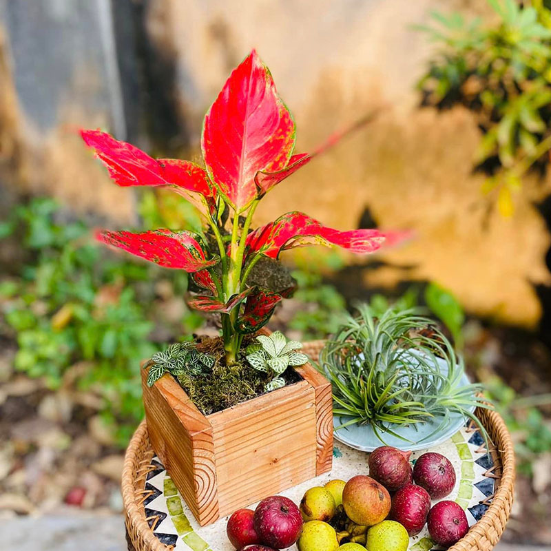 Vườn Mai Bonsai-Cổ Thụ Hà Ba Trận