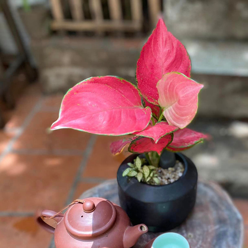 Vườn Mai Bonsai-Cổ Thụ Hà Ba Trận