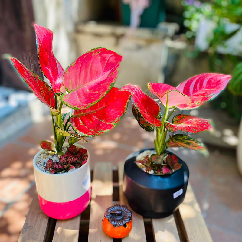 Vườn Mai Bonsai-Cổ Thụ Hà Ba Trận