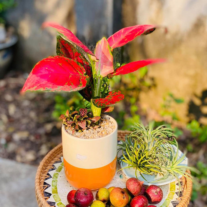 Vườn Mai Bonsai-Cổ Thụ Hà Ba Trận
