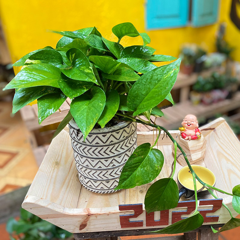 Vườn Mai Bonsai-Cổ Thụ Hà Ba Trận
