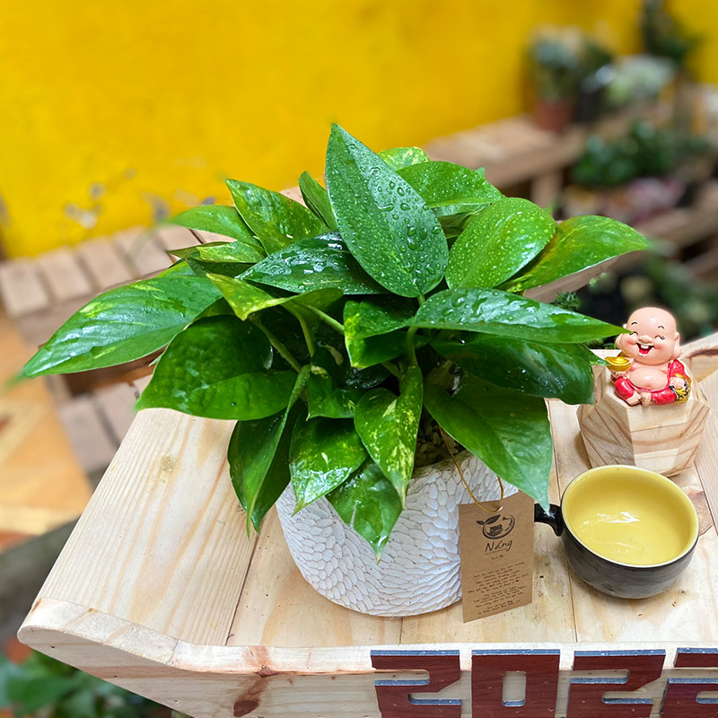 Vườn Mai Bonsai-Cổ Thụ Hà Ba Trận