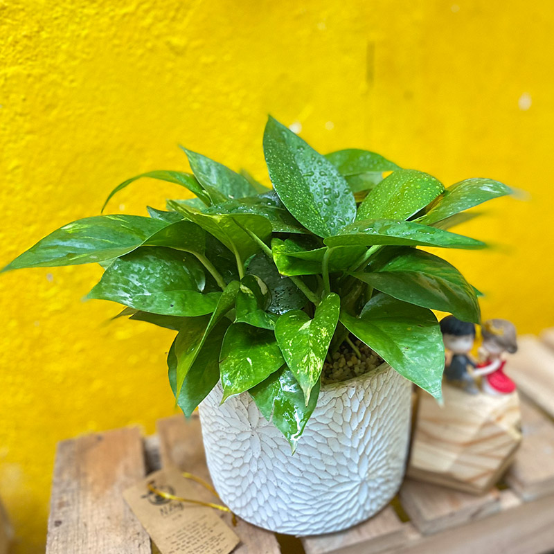 Vườn Mai Bonsai-Cổ Thụ Hà Ba Trận