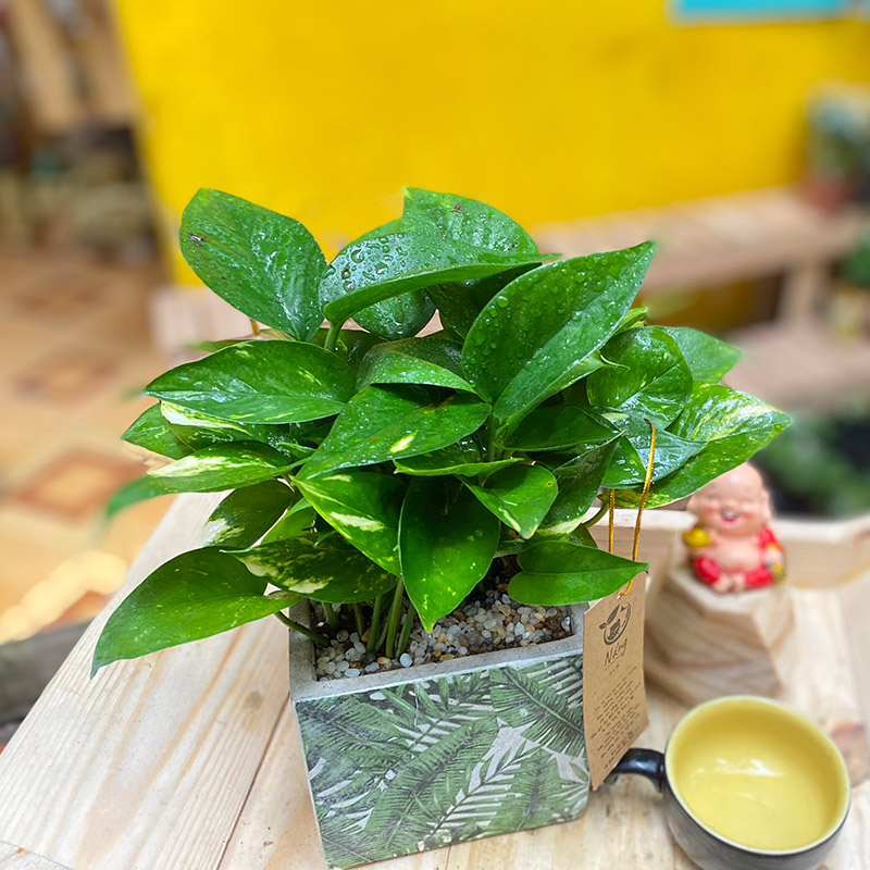 Vườn Mai Bonsai-Cổ Thụ Hà Ba Trận
