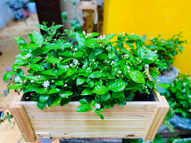 Vườn Mai Bonsai-Cổ Thụ Hà Ba Trận