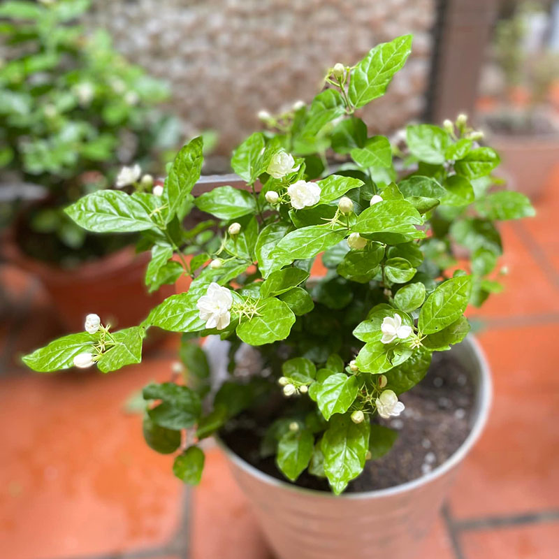 Vườn Mai Bonsai-Cổ Thụ Hà Ba Trận