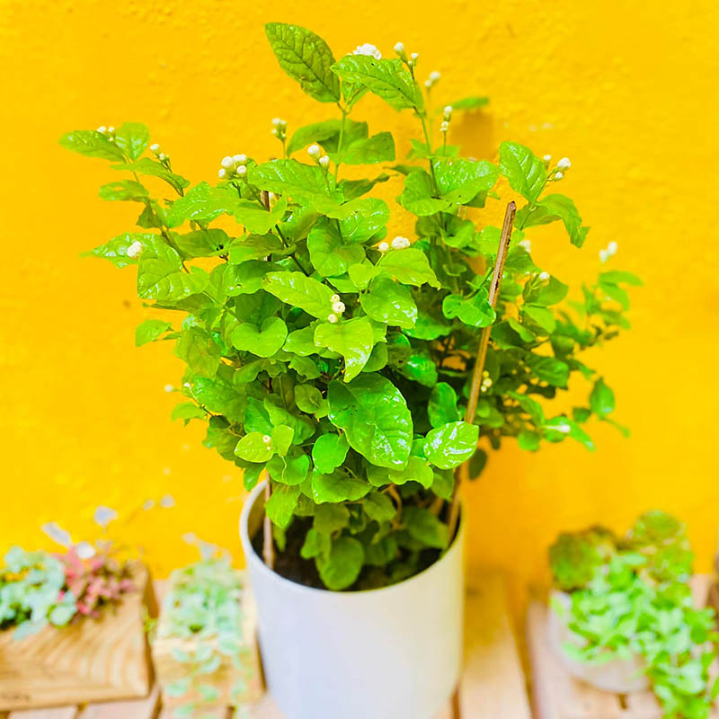 Vườn Mai Bonsai-Cổ Thụ Hà Ba Trận