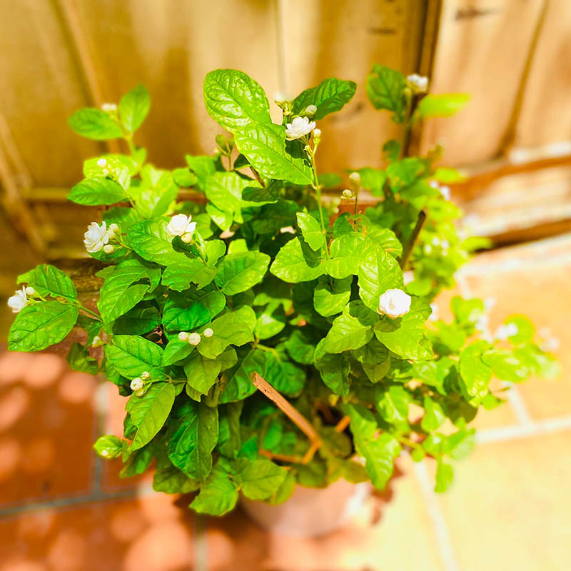 Vườn Mai Bonsai-Cổ Thụ Hà Ba Trận