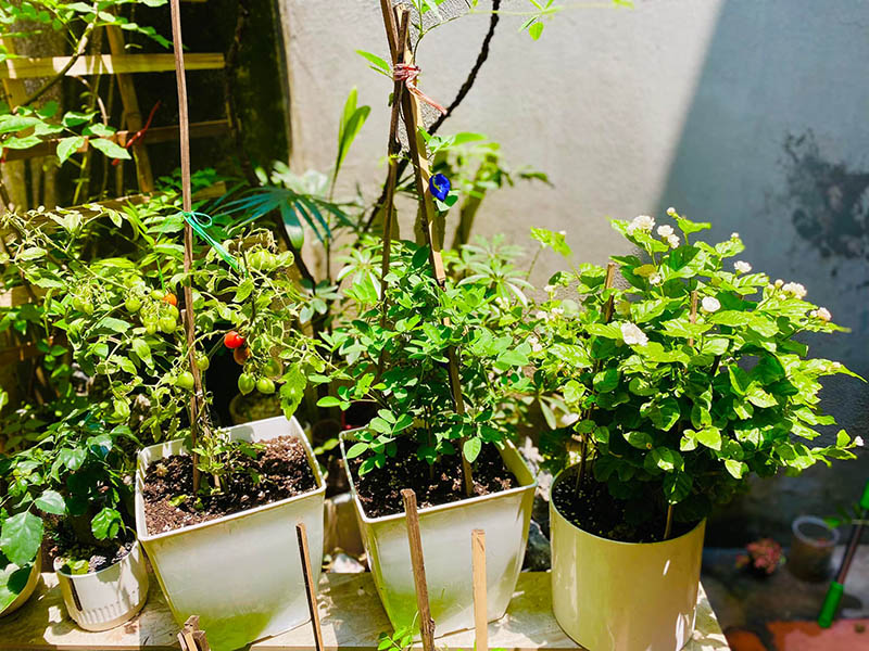 Vườn Mai Bonsai-Cổ Thụ Hà Ba Trận