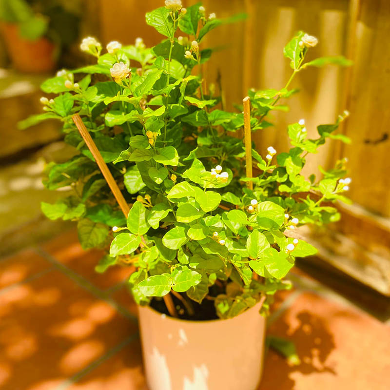 Vườn Mai Bonsai-Cổ Thụ Hà Ba Trận