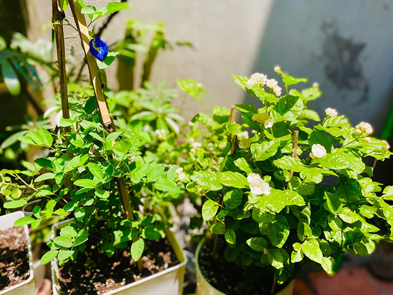 Vườn Mai Bonsai-Cổ Thụ Hà Ba Trận