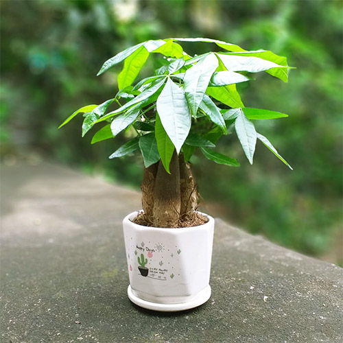 Vườn Mai Bonsai-Cổ Thụ Hà Ba Trận