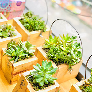 Vườn Mai Bonsai-Cổ Thụ Hà Ba Trận