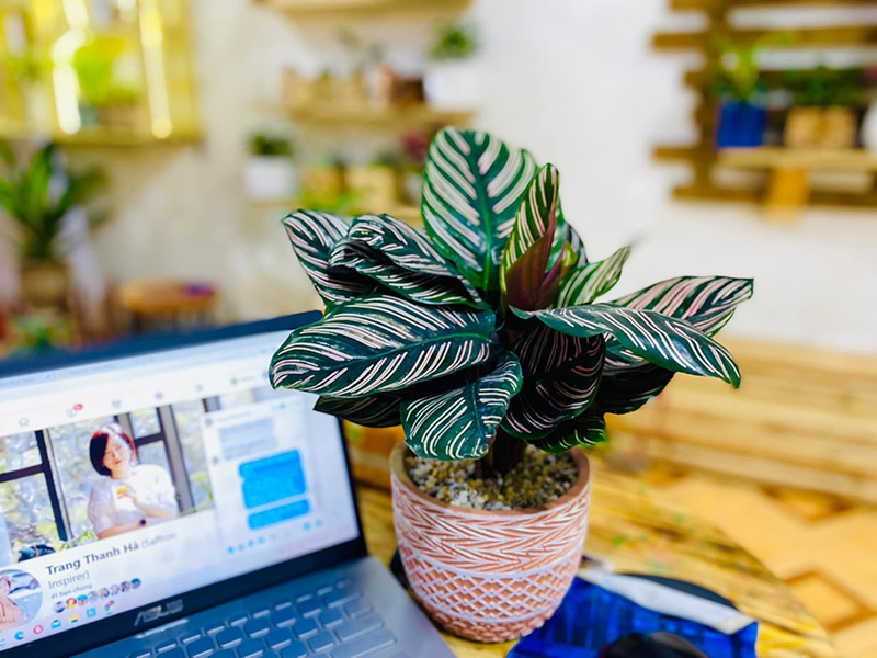 Vườn Mai Bonsai-Cổ Thụ Hà Ba Trận