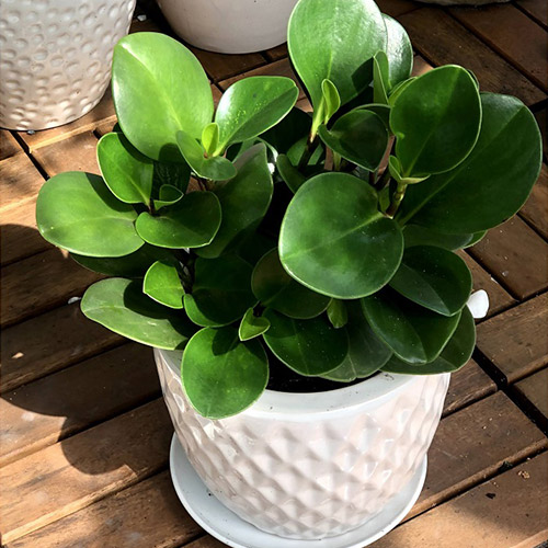 Vườn Mai Bonsai-Cổ Thụ Hà Ba Trận