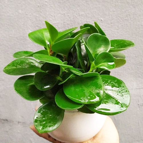 Vườn Mai Bonsai-Cổ Thụ Hà Ba Trận