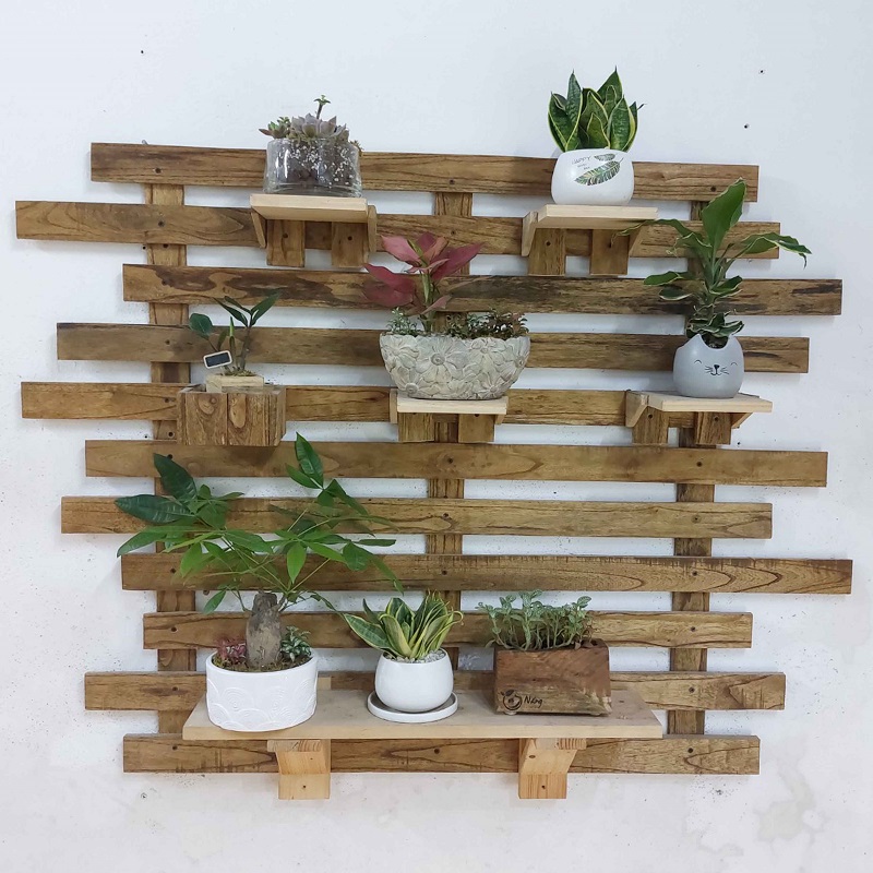 Vườn Mai Bonsai-Cổ Thụ Hà Ba Trận