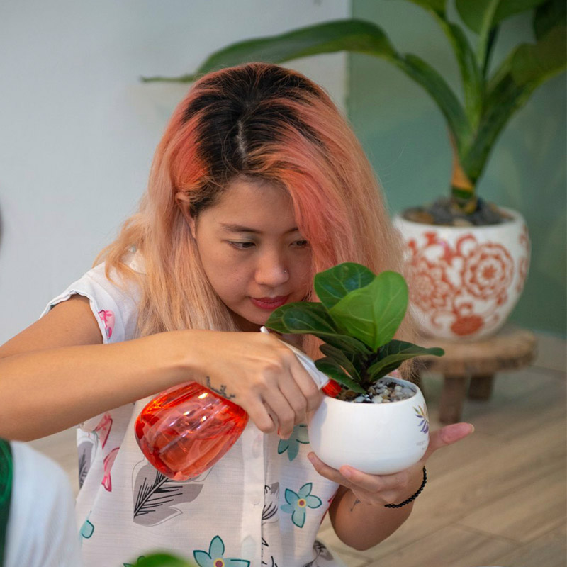 Vườn Mai Bonsai-Cổ Thụ Hà Ba Trận