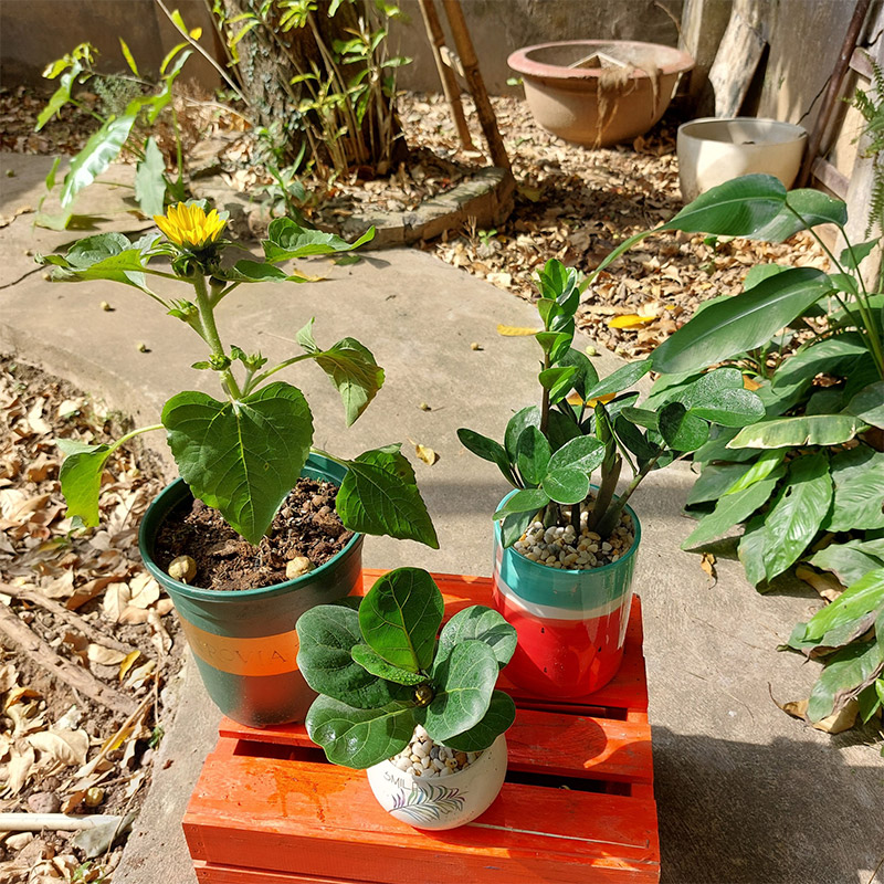 Vườn Mai Bonsai-Cổ Thụ Hà Ba Trận