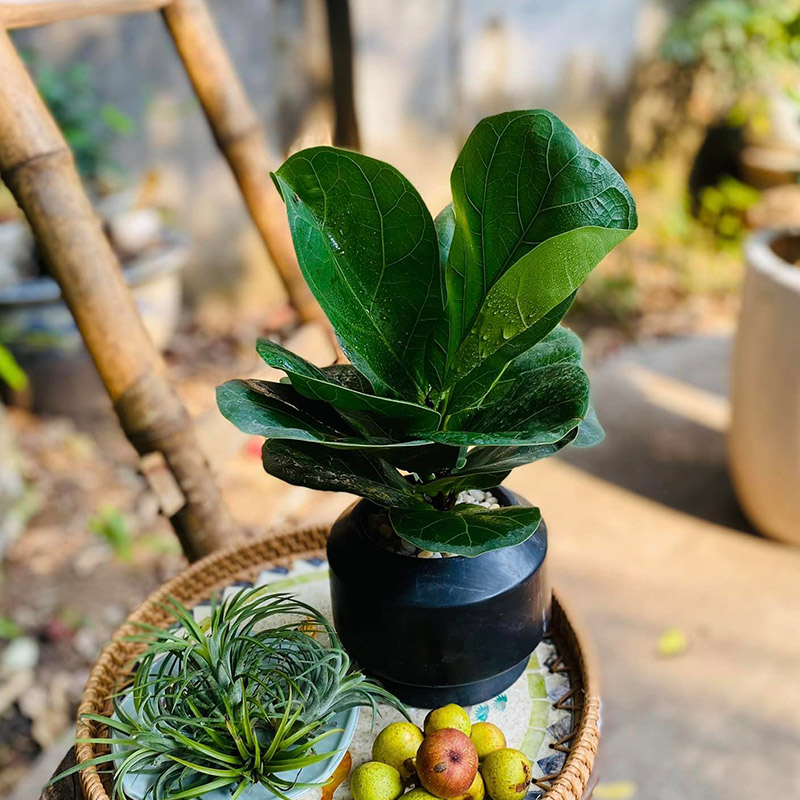 Vườn Mai Bonsai-Cổ Thụ Hà Ba Trận