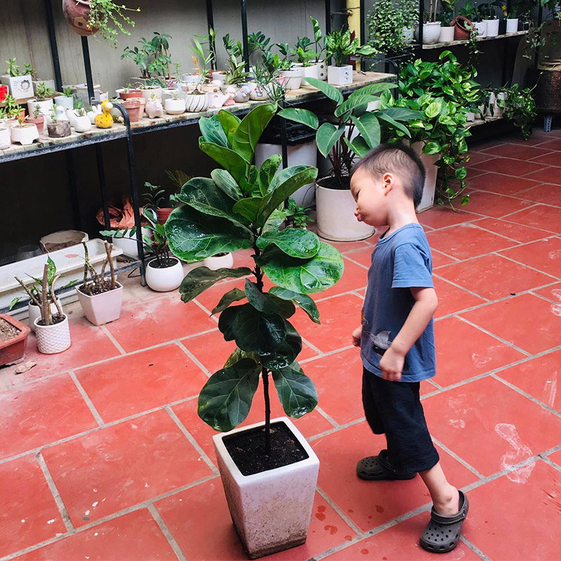 Vườn Mai Bonsai-Cổ Thụ Hà Ba Trận