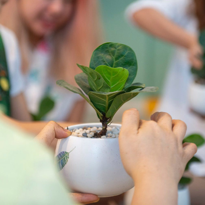 Vườn Mai Bonsai-Cổ Thụ Hà Ba Trận